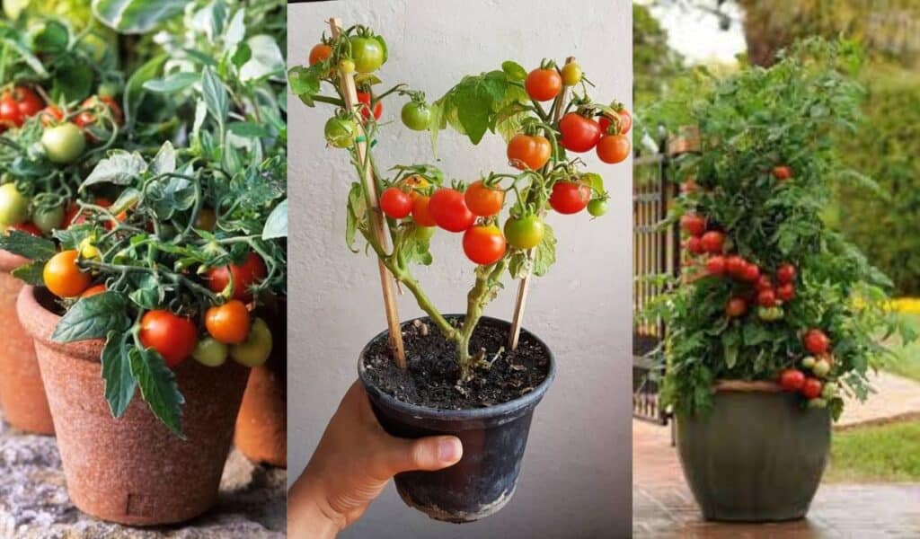 Cultivando Tomate em Vasos