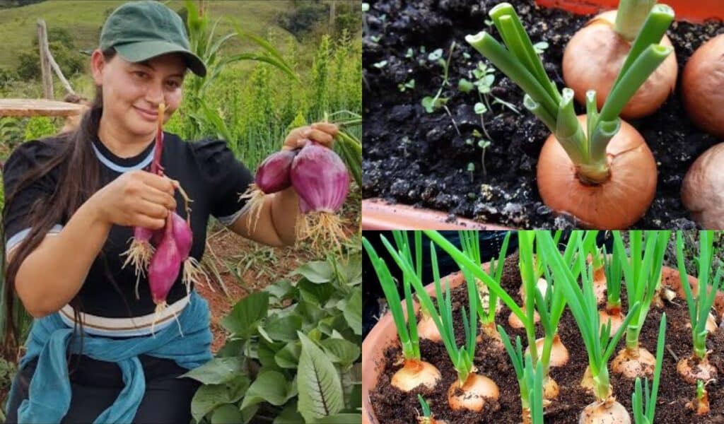 Cultivar Cebola em Vasos