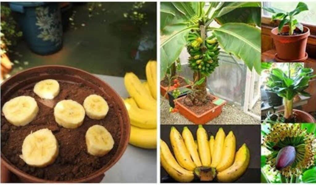 Plantar Bananeiras